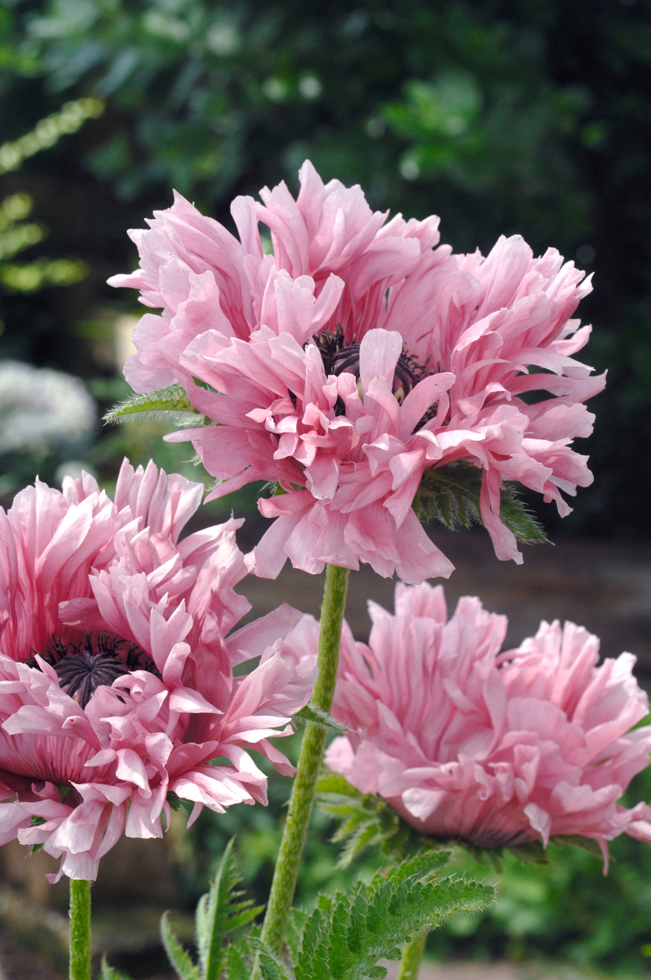 Papaver orientale 'Ruffled Patty'